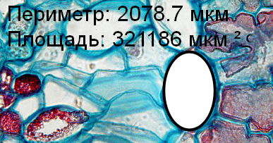 Эллипс